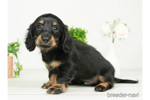 成約済の千葉県のミニチュアダックスフンド(ロングヘアード)-207866の4枚目